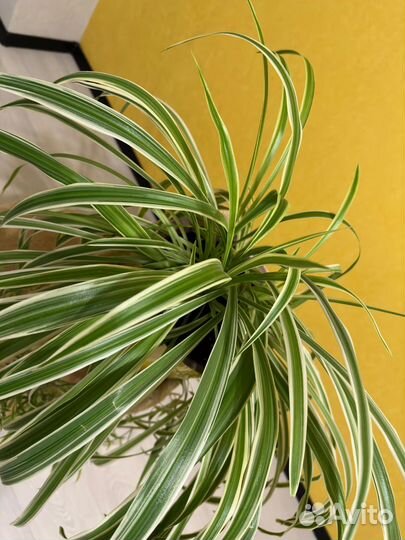 Комнатные цветы хлорофитум Капский