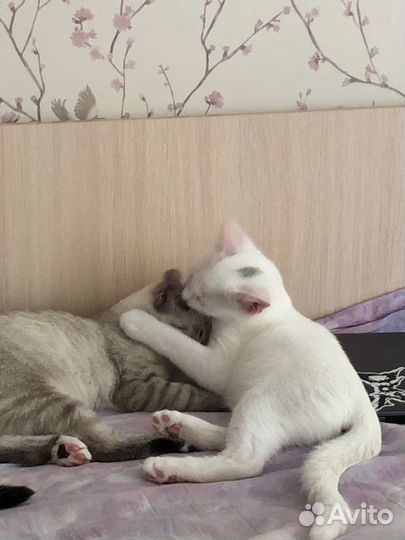 Котята бесплатно