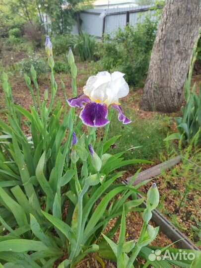 Отдам бесплатно