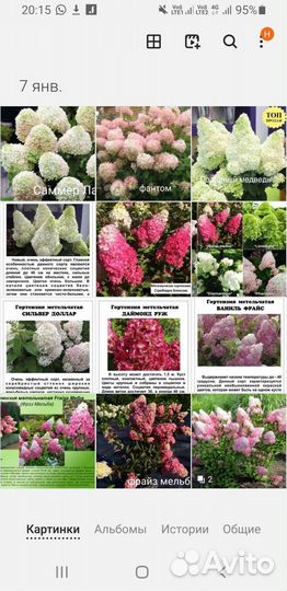 Саженцы гортензии метельч с з к с