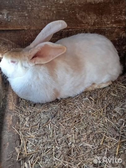 Самка крольчиха
