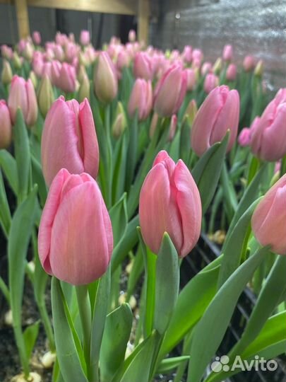 Тюльпаны к 8 марта оптом