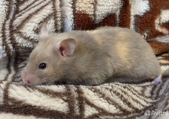 Сирийские хомяки