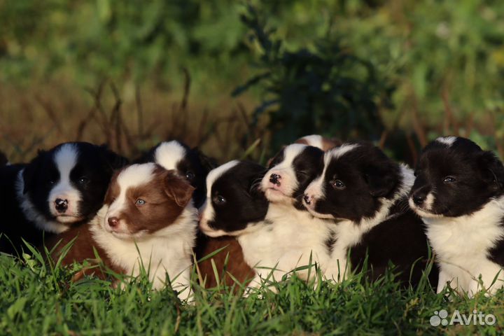 Щенки бордер колли