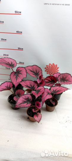 Бегония Рекс микс