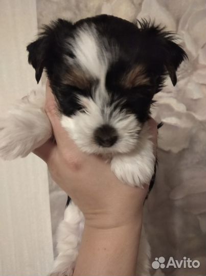 Щенки бивер йорка девочка