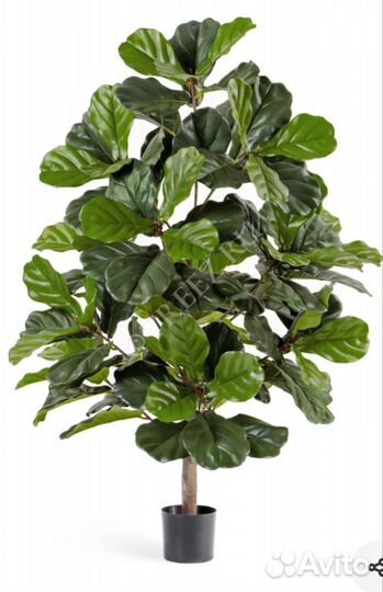 Фикус Лирата (точная ботаническая копия)
