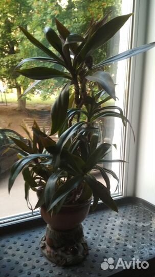 Рэо вариегат.,Рэо ладья Моисея (виды традесканции)