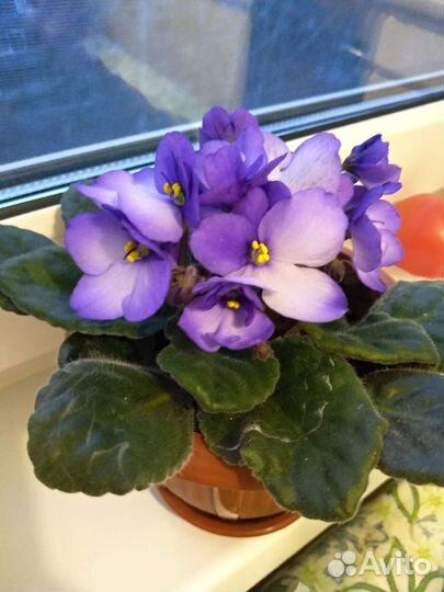 Листики фиалки