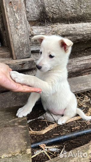 Щенки в добрые руки