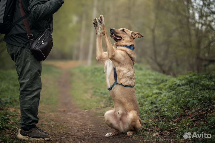 Собака-компаньон в добрые руки