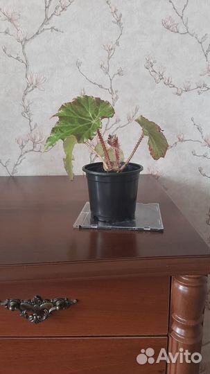 Бегония декоративно лиственная