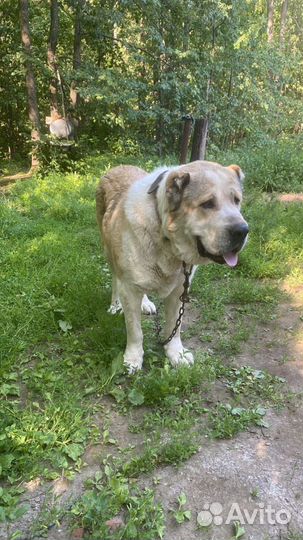 Вязка собак