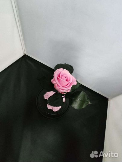 Роза в колбе оптом