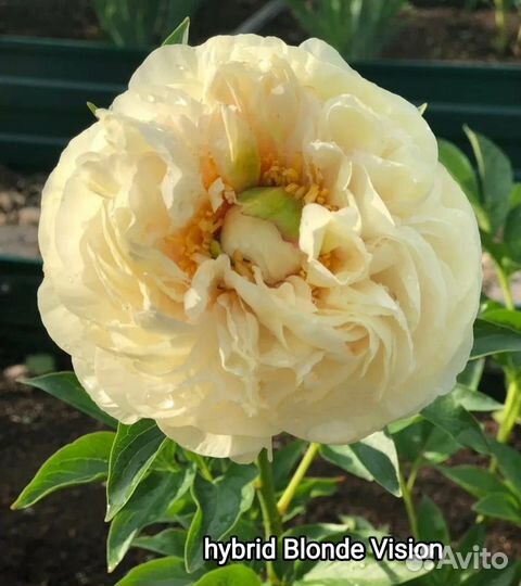 Пионы корневища