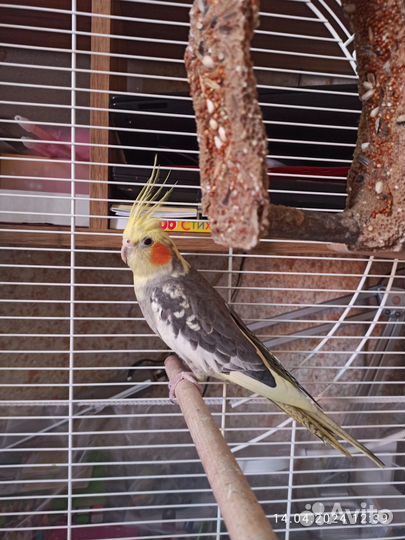 Попугай корелла мальчик