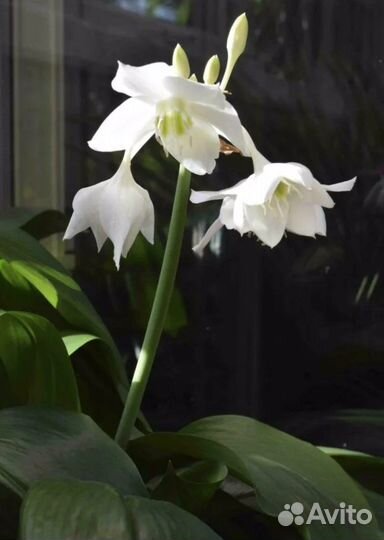 Лилия белая, эухарис, амазонская лилия