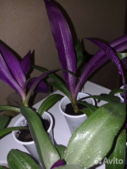 Рэо пестрая