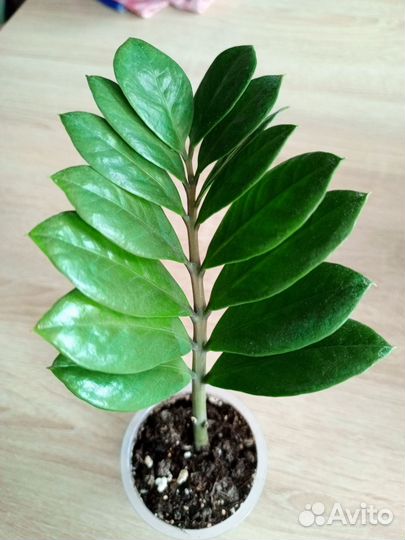 Комнатные растения цветы