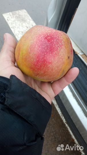 Яблоки мелким оптом