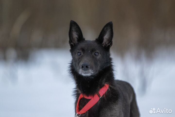 Собака девочка молодая