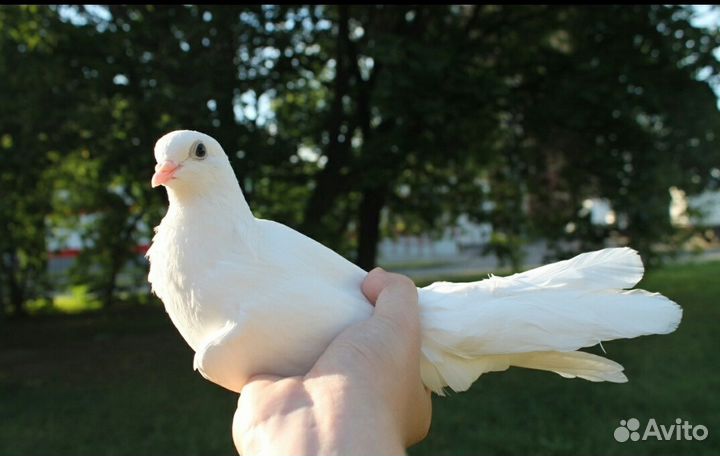 Голуби на свадьбу