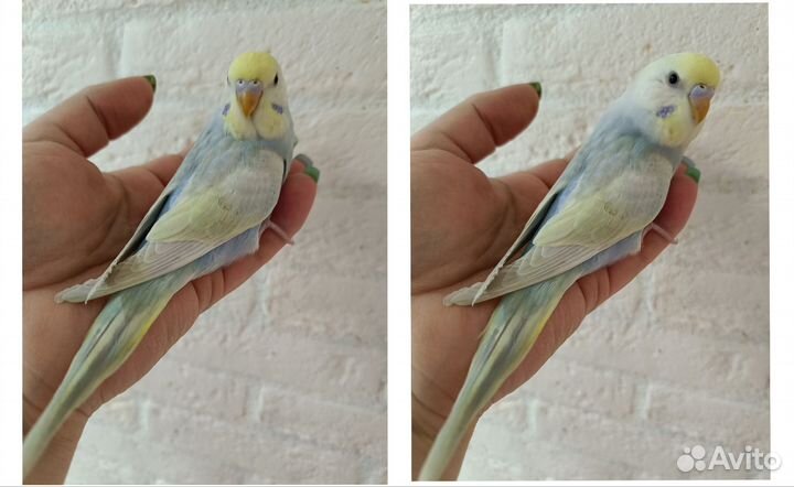 Радужные самочки. 45 дней