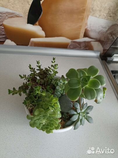 Мини садик с суккулентами