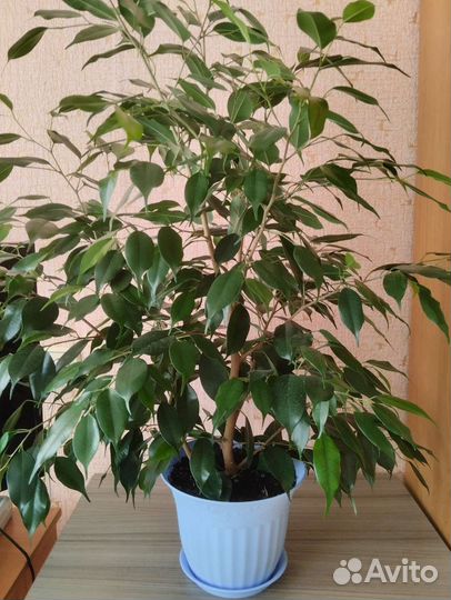 Фикус бенджамина