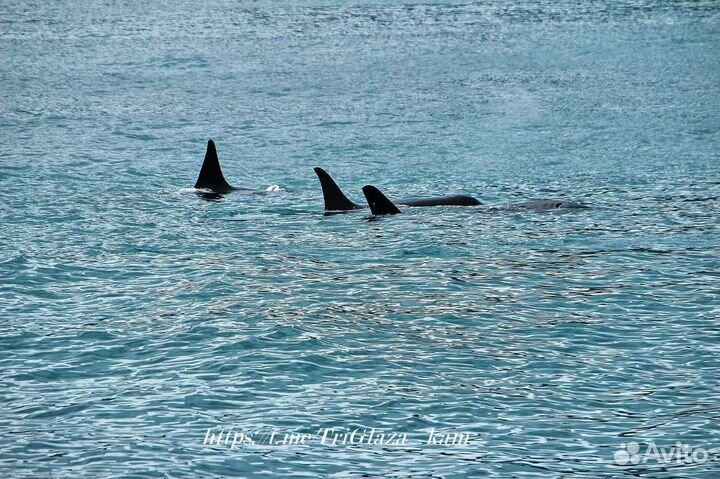 Бухта Русская с высадкой, морская прогулка