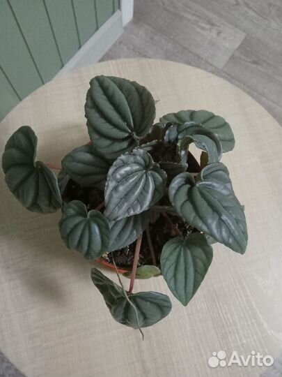 Пеперомия, амбутилон, колеус