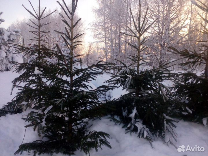 Ель европейская для озеленения