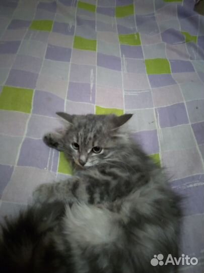 Отдам в добрые руки