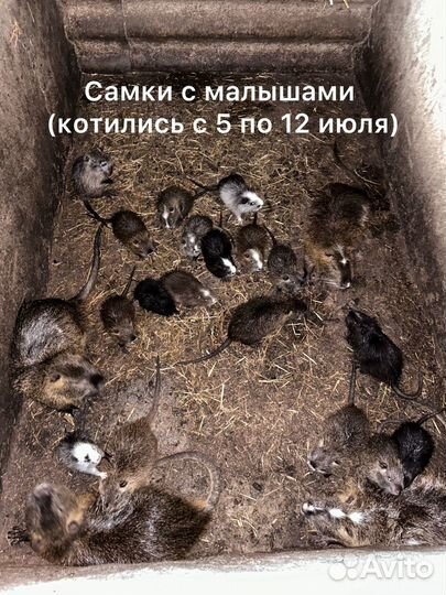 Нутрии живым весом