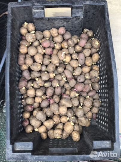 Семенной картофель