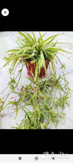 Хлорофитум