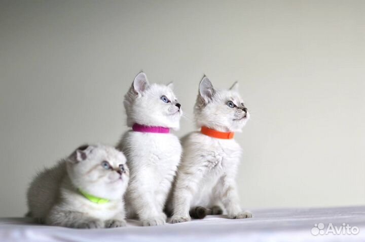 Котенок шотландский девочка