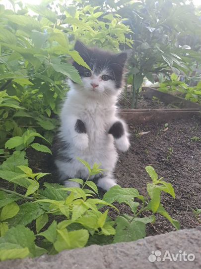 Отдадим котят