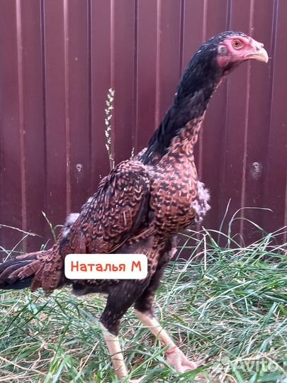Петух и курица о шамо