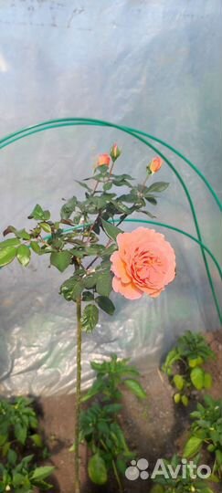 Роза на штамбе в ассортименте