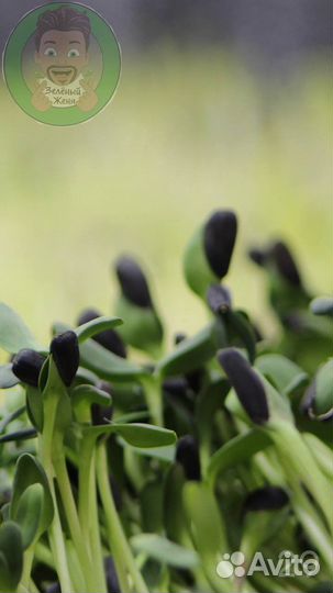 Семена для микрозелени Мелисса Лимонная