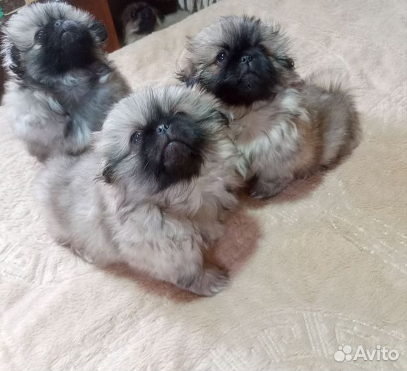 Щенки пекинеса