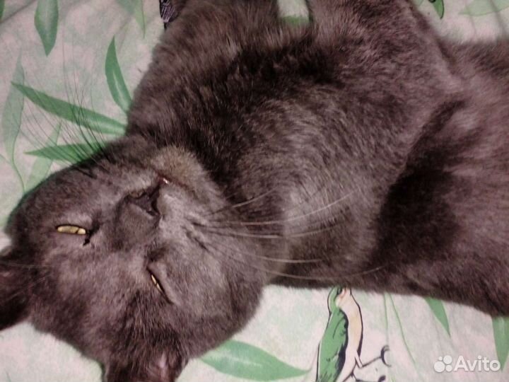 Потерялся кот в районе золотых ворот