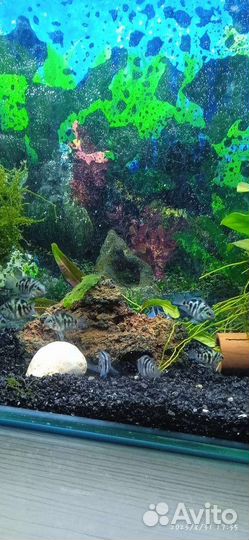 Аквариумные рыбки