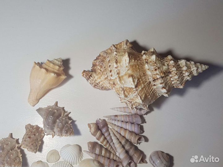 Морские ракушки раковины для декора аквариума