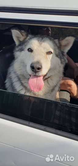 Аляскинский маламут
