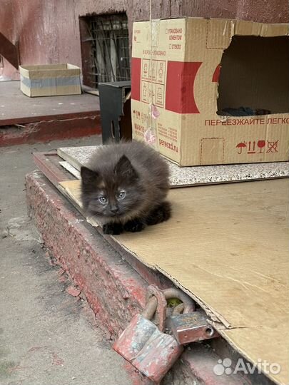 Сибирская кошка