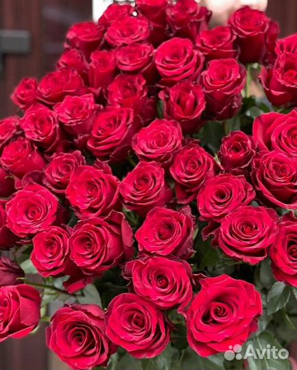 Роза высокая Эквадор