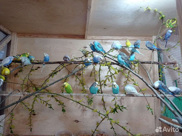 Волнистый попугай (самка)