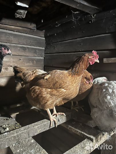 Семья Фоки чик петух+курица